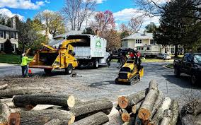 Best Tree Removal  in Elmhurst, IL