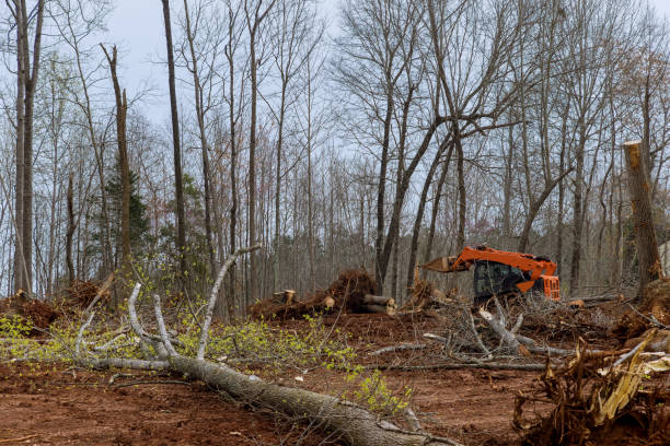 Best Tree and Shrub Care  in Elmhurst, IL