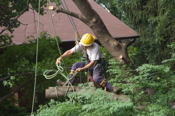 Best Palm Tree Trimming  in Elmhurst, IL