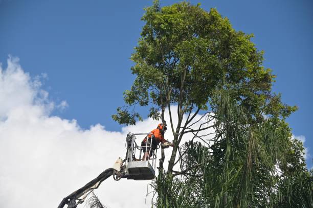 Elmhurst, IL Tree Services Company