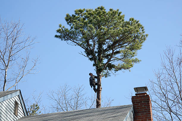 How Our Tree Care Process Works  in  Elmhurst, IL